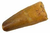 Fossil Spinosaurus Tooth - Real Dinosaur Tooth #326203-1